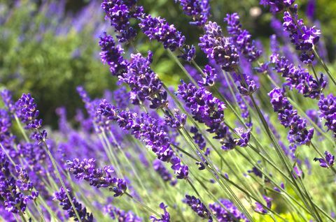 Draußen wächst Lavendel