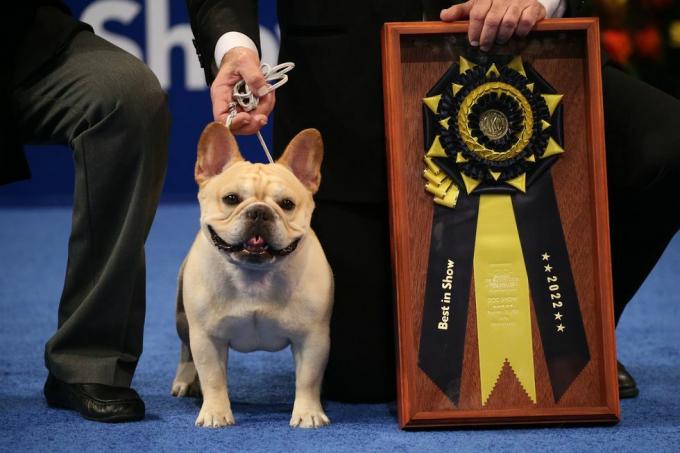 Die nationale Hundeausstellung präsentiert von Purina Staffel 21