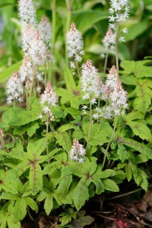 Foamflower Tiarella ist eine mehrjährige Blume, die in schattigen Gebieten wächst