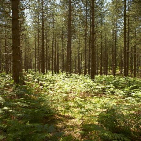 neuer Wald, Wald, Wald, Kiefern