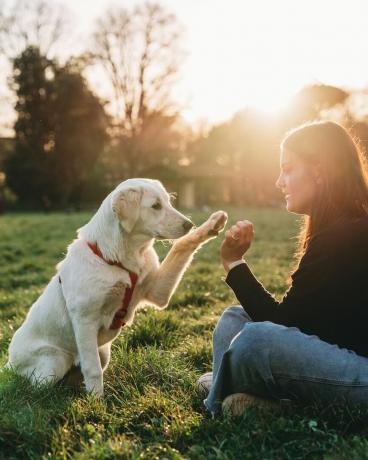 Hundetraining mit Besitzer