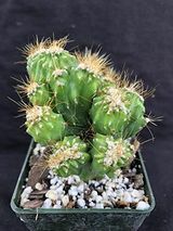 Ming Thing Kaktus