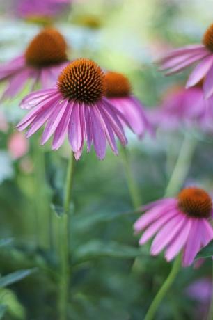 Gartenblumen