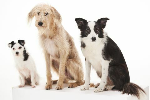 BBC Dog Tales Jack Russell Chihuahua Kreuz, Lurcher und Grenze. Collie