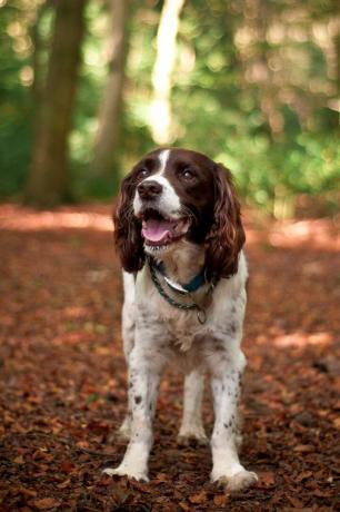 Englischer Springerspaniel