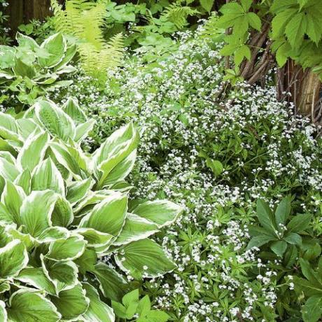 Bringen Sie Farbe in den Garten