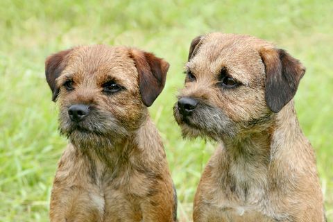 Typische zwei Border Terrier im Park