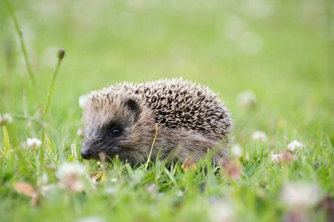 Igel im Garten