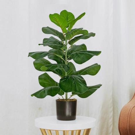 Faux Fiddle Leaf Feigenbaum