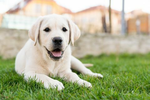 Labrador Retriever sitzt auf Gras