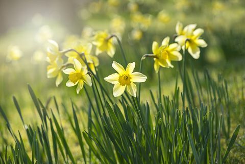 Frühlingsgelbe Narzissen - Narzissenblüten, die von dunstigem Sonnenschein hinterleuchtet werden