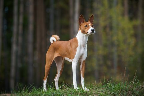 Weiblicher Basenji-Hund