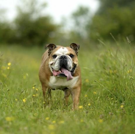 englische Bulldogge