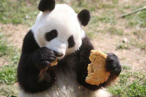 Panda, der Mooncake isst