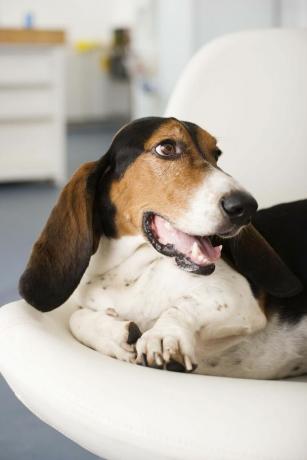 Basset