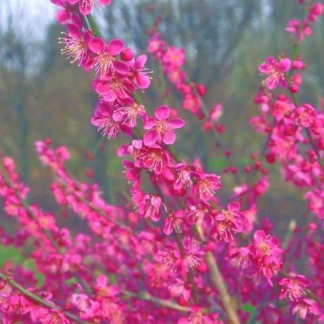 Frühlingsblumen – japanische Aprikose