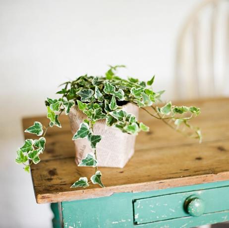 Efeu wächst aus Blumentopf auf Holztisch