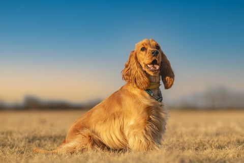 Portrait von Cockerspaniel, der auf dem Feld gegen den Himmel sitzt