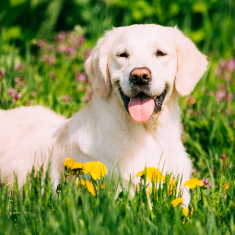 Hund der Labrador-Rasse