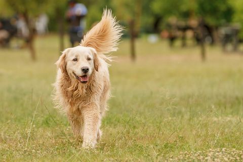 Gehender Golden Retriever