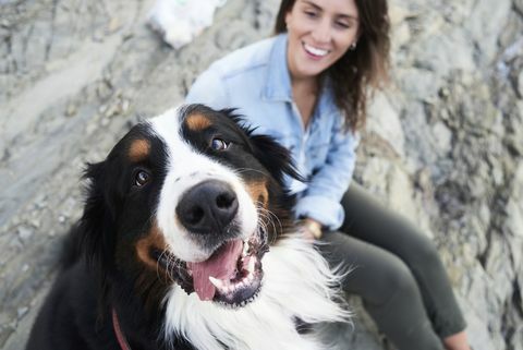 glücklicher bernese Sennenhund schaut in die Kamera, sein Besitzer lächelt neben ihm