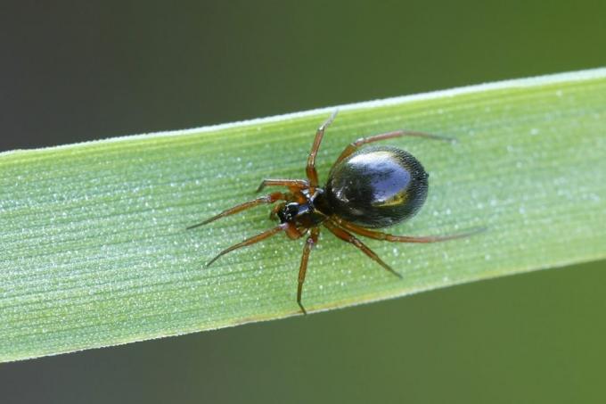 Nahaufnahme einer Geldspinne