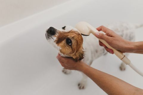 beschnittene Hände einer Frau, die einen Hund in der Badewanne im Badezimmer badet