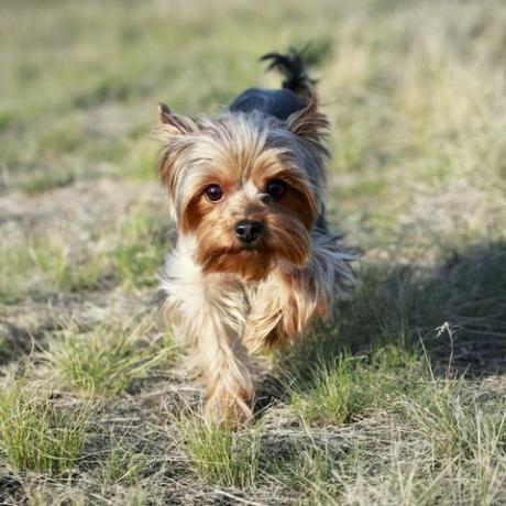 Yorkshire-Terrierhund