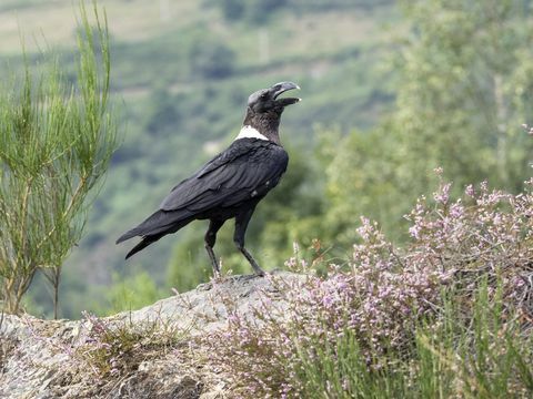 Weißhalsrabe (Corvus albicollis), thront auf einem Felsen