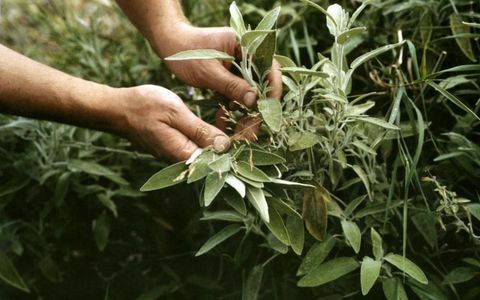 Personensammeln-Salbeiblätter vom Kräutergarten