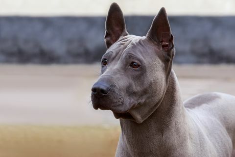 Hunderasse Thai Ridgeback