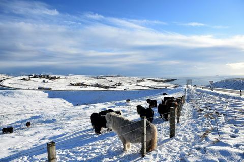 Die Shetlandponys stehen auf einem schneebedeckten Gebiet in Scalloway, die Shetlandinseln