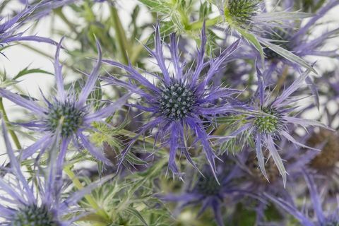 Eryngium 'Blue Waves' - Chelsea Flower Show - zweitplatzierte Pflanze des Jahres 2018