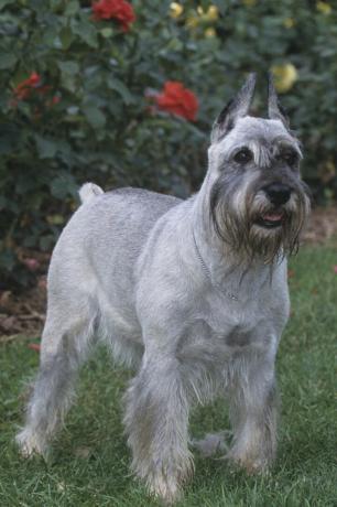 normaler Schnauzer