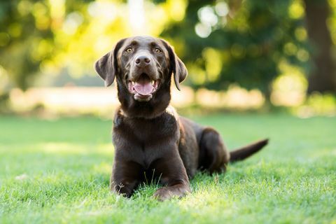 Schokoladen-Labrador-Hund, der draußen auf Gras legt