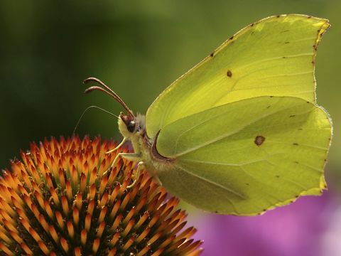 gelber Schwefelschmetterling