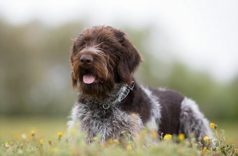 Deutscher Wirehaired Pointer Hund im Freien in der Natur