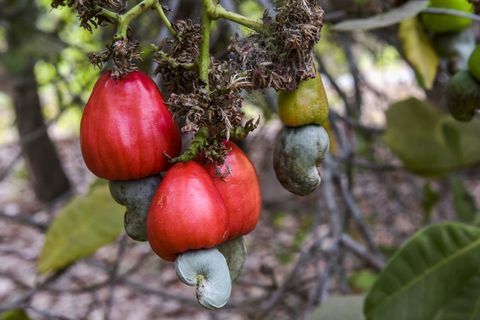 Pflanze, Blume, Obstbaum, blühende Pflanze, Obst, Baum, Syzygium malacense, Botanik, Lebensmittel, Produkte, 