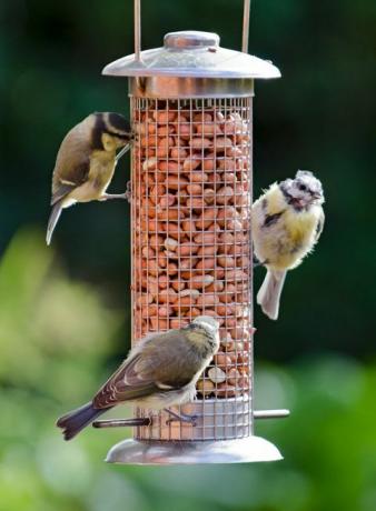 juvenile Blaumeise am Futterhäuschen im Garten