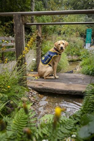 Blindenhund-Welpe im Training, Flash, abgebildet im Artisan Garden an der RHS Chelsea, der dieses Jahr zur Feier von 90 Jahren Blindenhunde-Partnerschaften in Großbritannien angelegt wurde weiblich, acht Monate alter Labrador, benannt nach dem 90-jährigen Jubiläum von Blindenhunden, Bilddatum Montag, 20. September 2021, Foto von christopher ison ©07544044177chrisristopherisoncomwwwchristopherisoncom