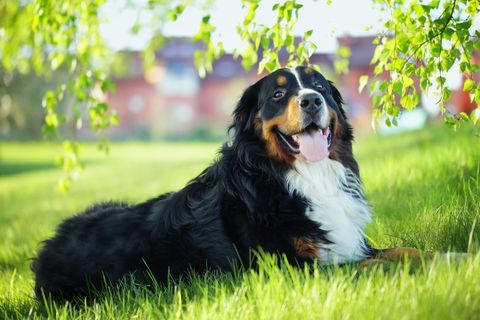 Ein bernese Gebirgshund auf dem Gras