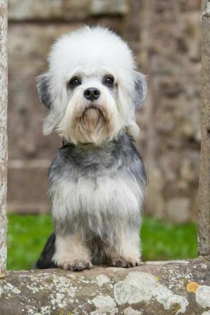 Dandie Dinmont-Terrier