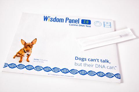 Wisdom Panel DNA-Kit für Hunde, UVP £ 75