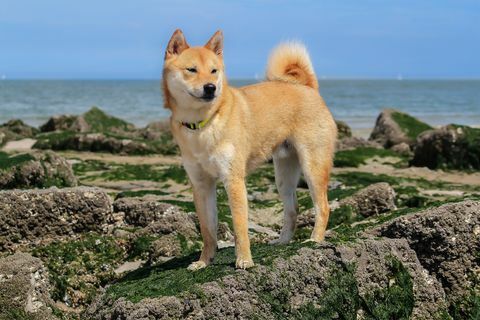 Shiba Inu Hund steht an der Küste