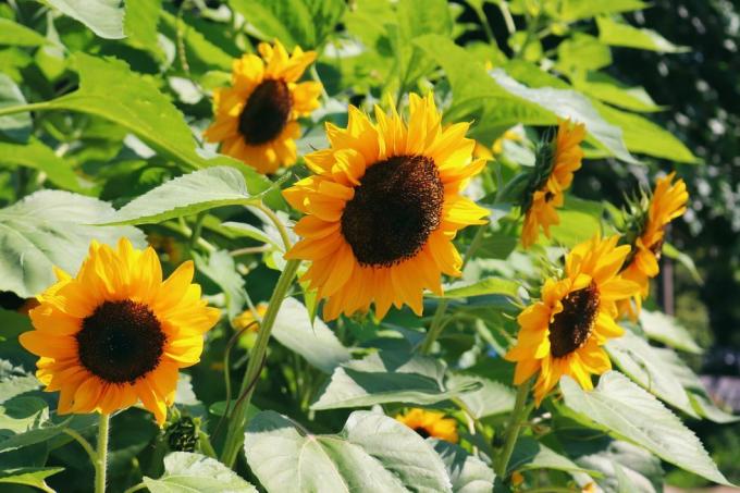 Sonnenblumen blühen an einem sonnigen Sommertag wunderschön und sonnig