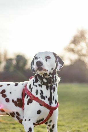 Hund draußen