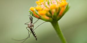 Wie man Mücken im Garten loswird