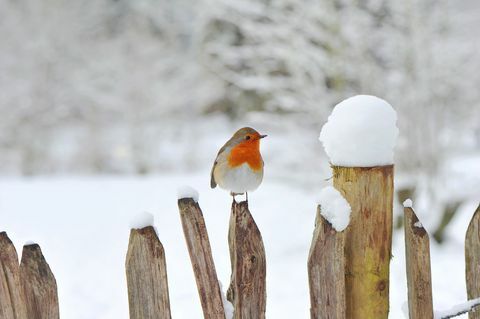 Europäer Robin, Erithacus rubecula oder Robin Red-Brust, die auf einem Bretterzaun im Schnee stillsteht