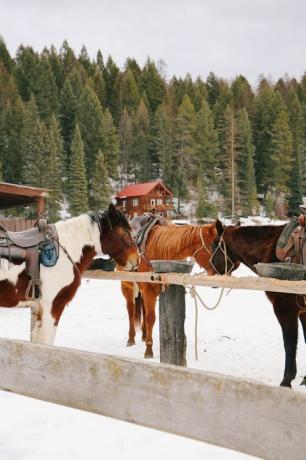 Pferde im Schnee an der Bar w Guest Ranch