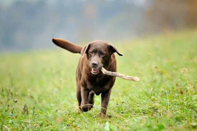 Goldens vs. Labs